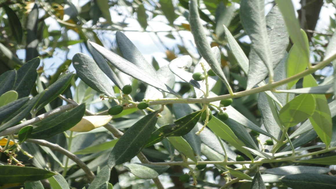 Juin: voici les nouvelles olives!